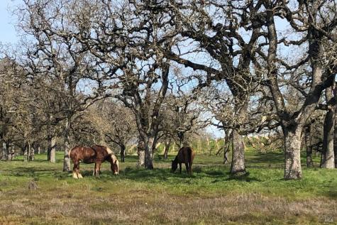 3111 Piner Road Santa Rosa CA 95401