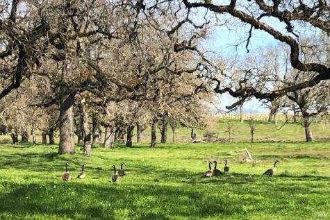 3111 Piner Road Santa Rosa CA 95401