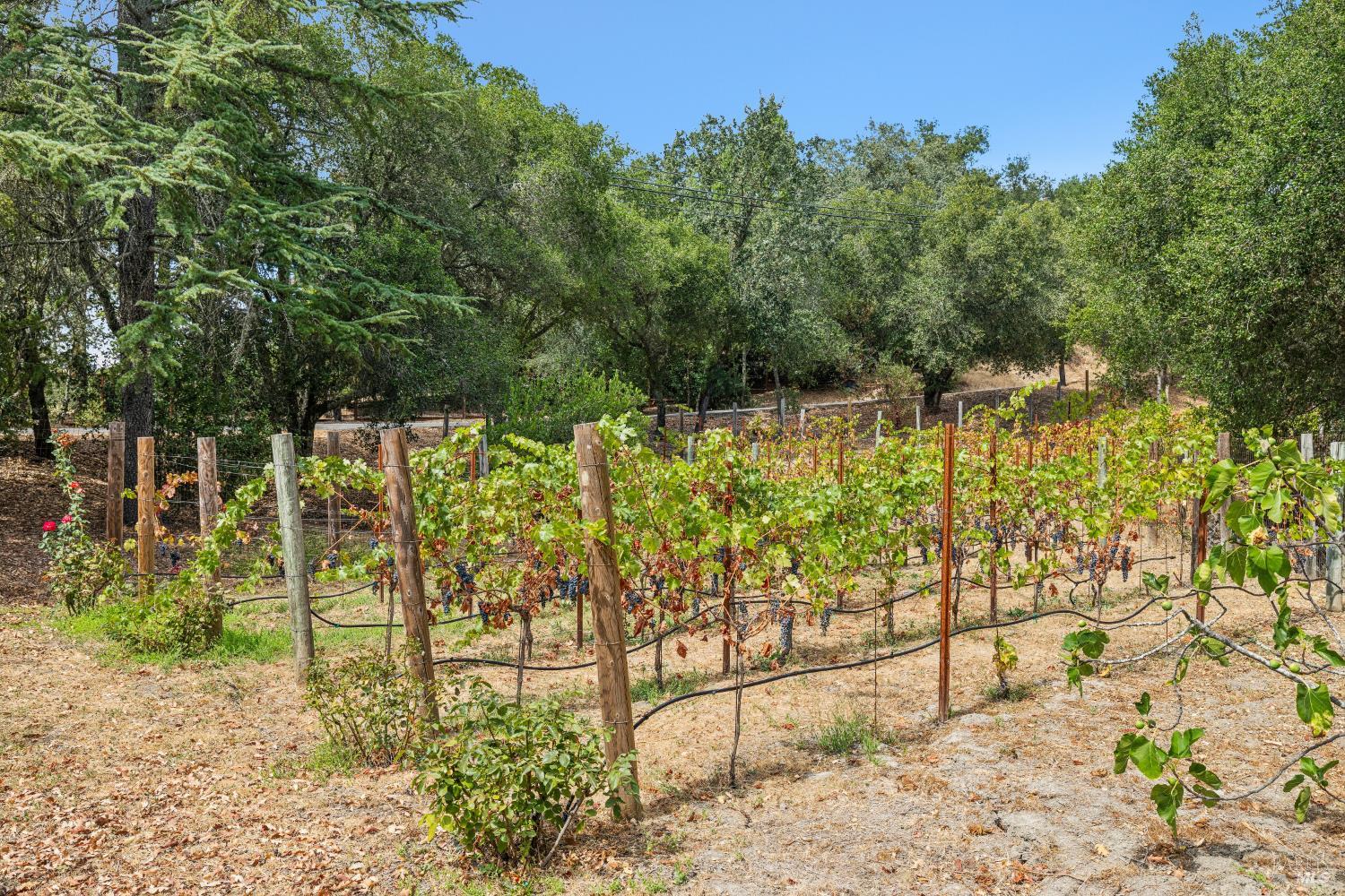 1811 Katie Lane Sonoma CA 95476