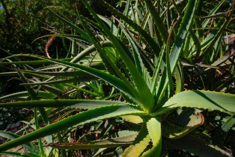 2693 S Fitch Mountain Road Healdsburg CA 95448