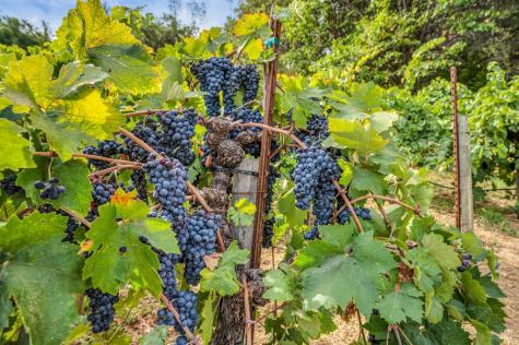 1389 Canyon Road Geyserville CA 95441