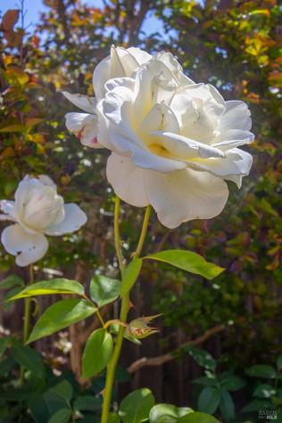 101 Bolinas Avenue Ross CA 94957