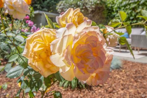 101 Bolinas Avenue Ross CA 94957