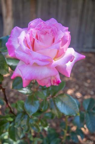 101 Bolinas Avenue Ross CA 94957