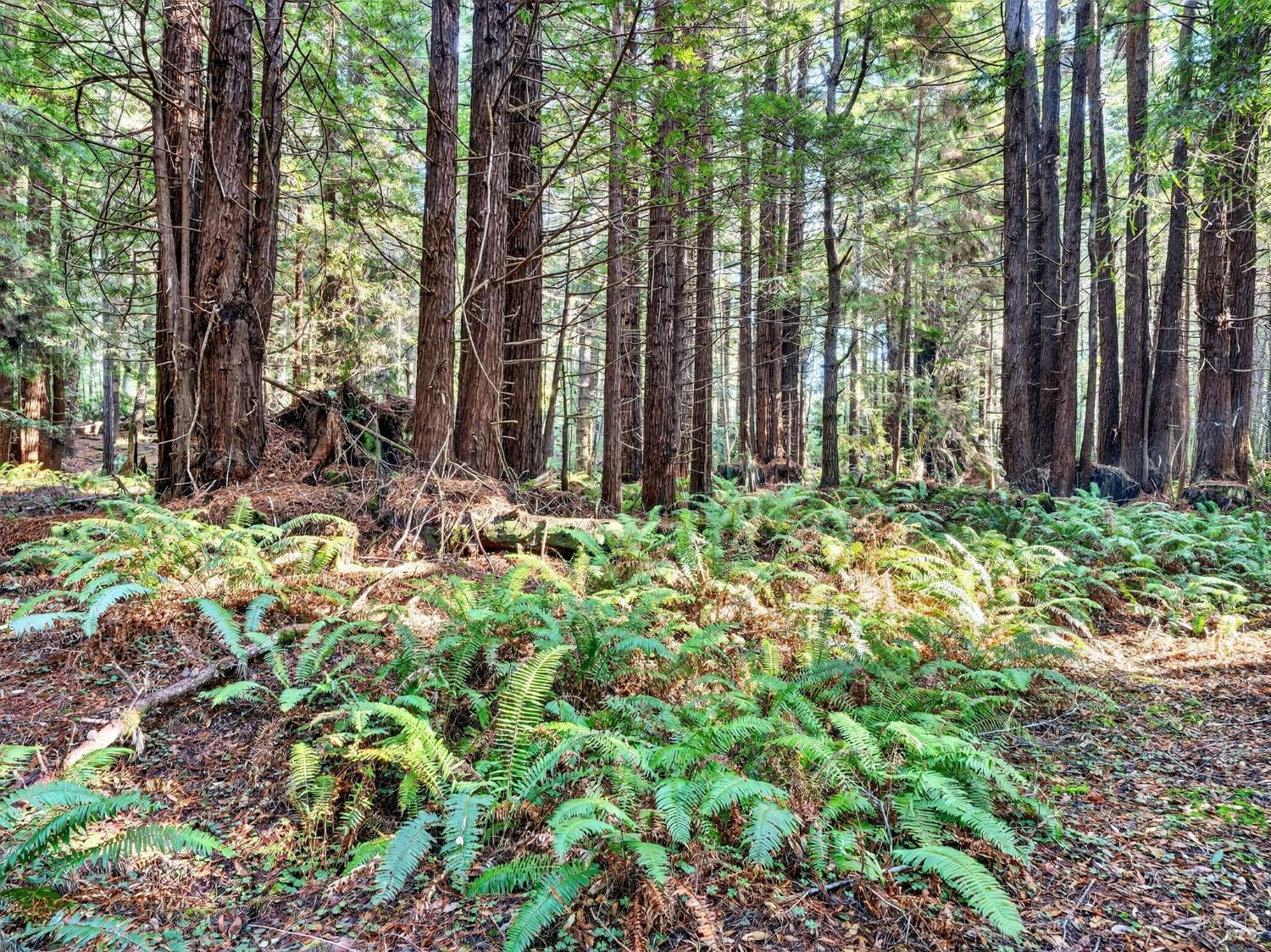 19400 Dorffi Road Fort Bragg CA 95437