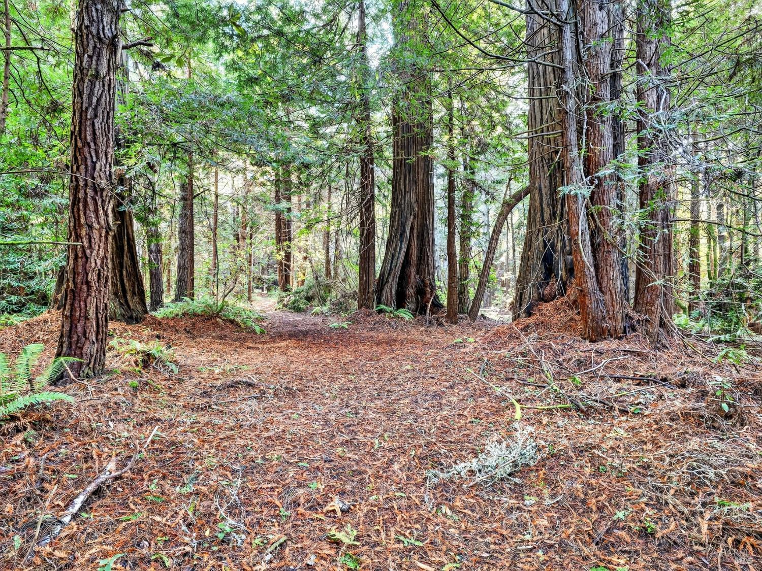 19400 Dorffi Road Fort Bragg CA 95437