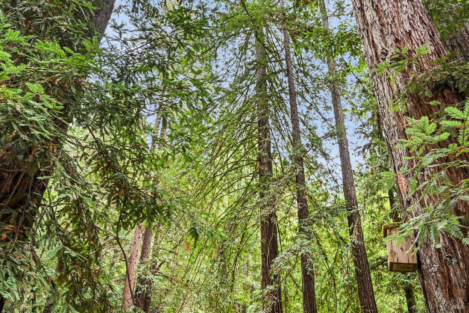 15343 Willow Road Guerneville CA 95446