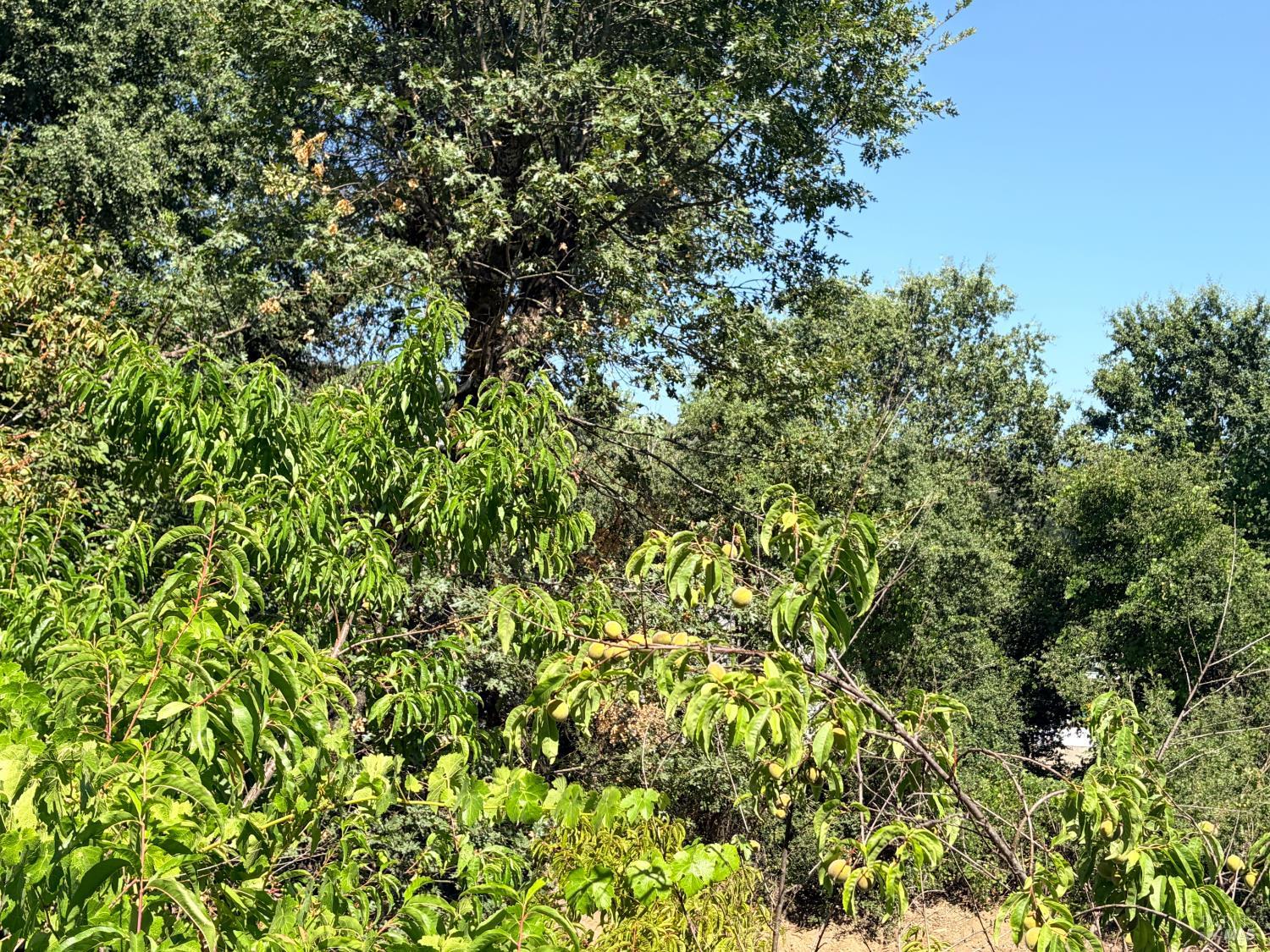 4591 N State Street Ukiah CA 95482
