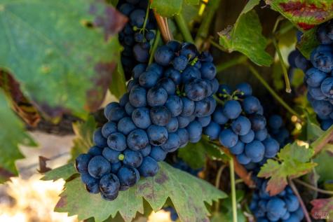 13700 Rockpile Road Geyserville CA 95441