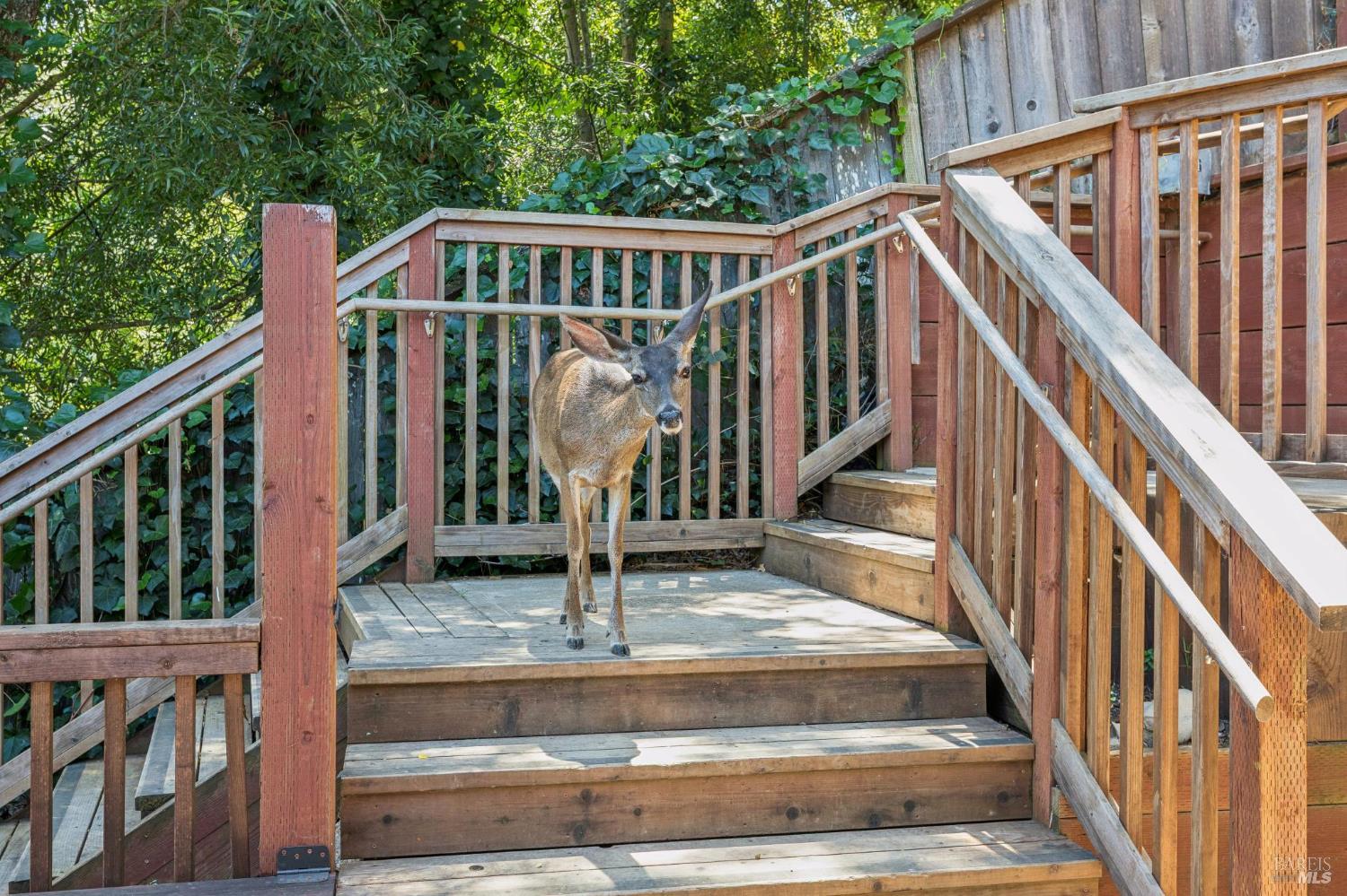51 Berry Trail Fairfax CA 94930