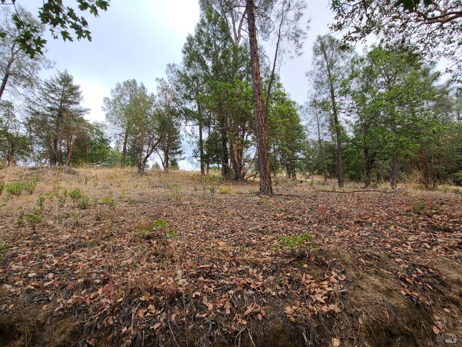 Covelo CA 95428