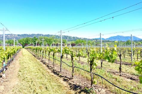 5520 W Soda Rock Lane Healdsburg CA 95448