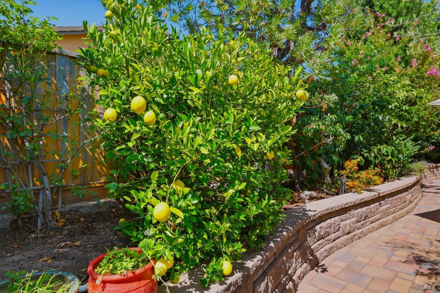239 Saffron Court Napa CA 94559