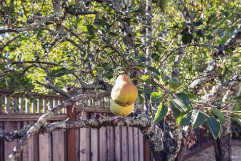 421 Tee Drive Healdsburg CA 95448