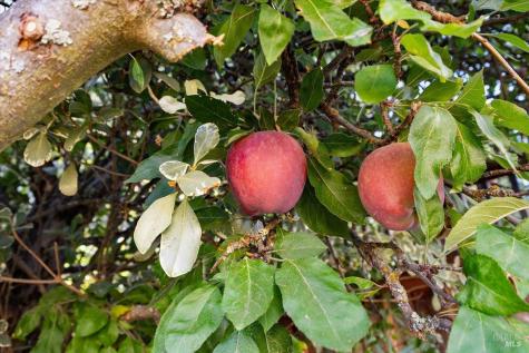 421 Tee Drive Healdsburg CA 95448