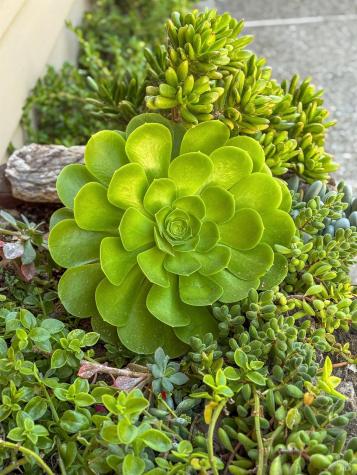 15 Junipero Serra Avenue San Rafael CA 94901