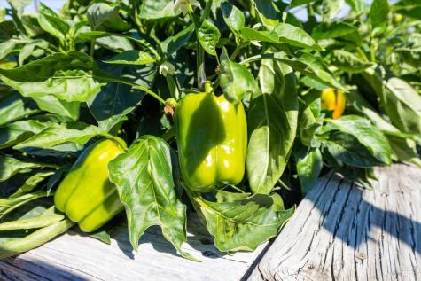 497-501 Laguna Vista Road Santa Rosa CA 95401