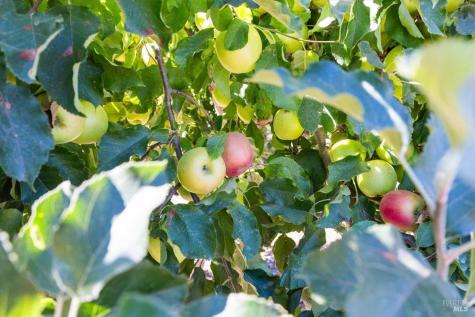 497-501 Laguna Vista Road Santa Rosa CA 95401