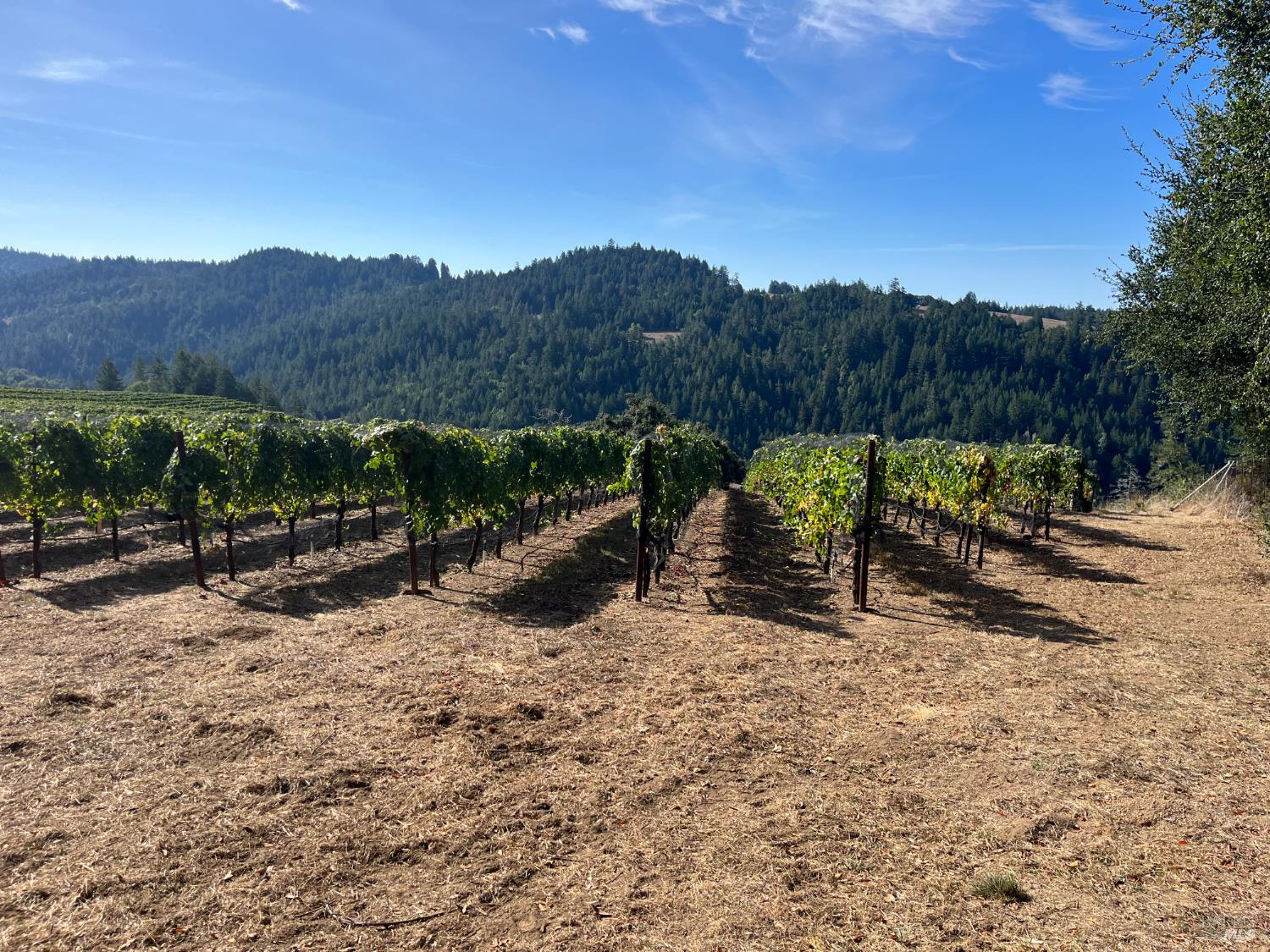 38555 Hauser Bridge Road Cazadero CA 95421