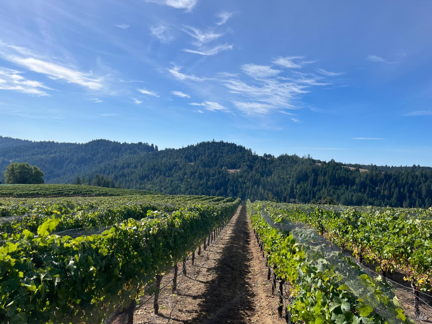 38555 Hauser Bridge Road Cazadero CA 95421