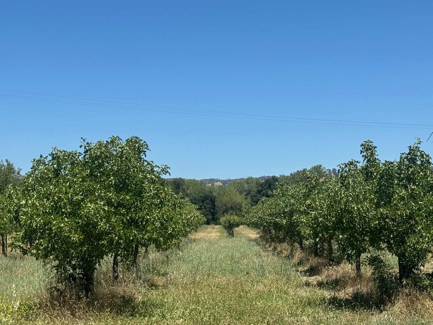 15185 County Road 42 Guinda CA 95637