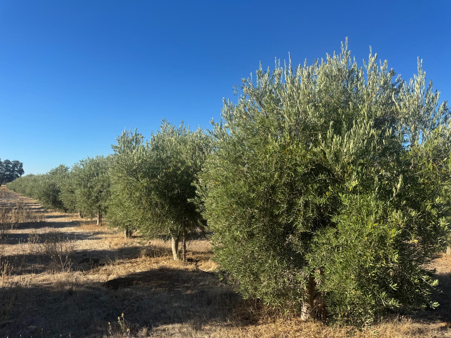 15185 County Road 42 Guinda CA 95637