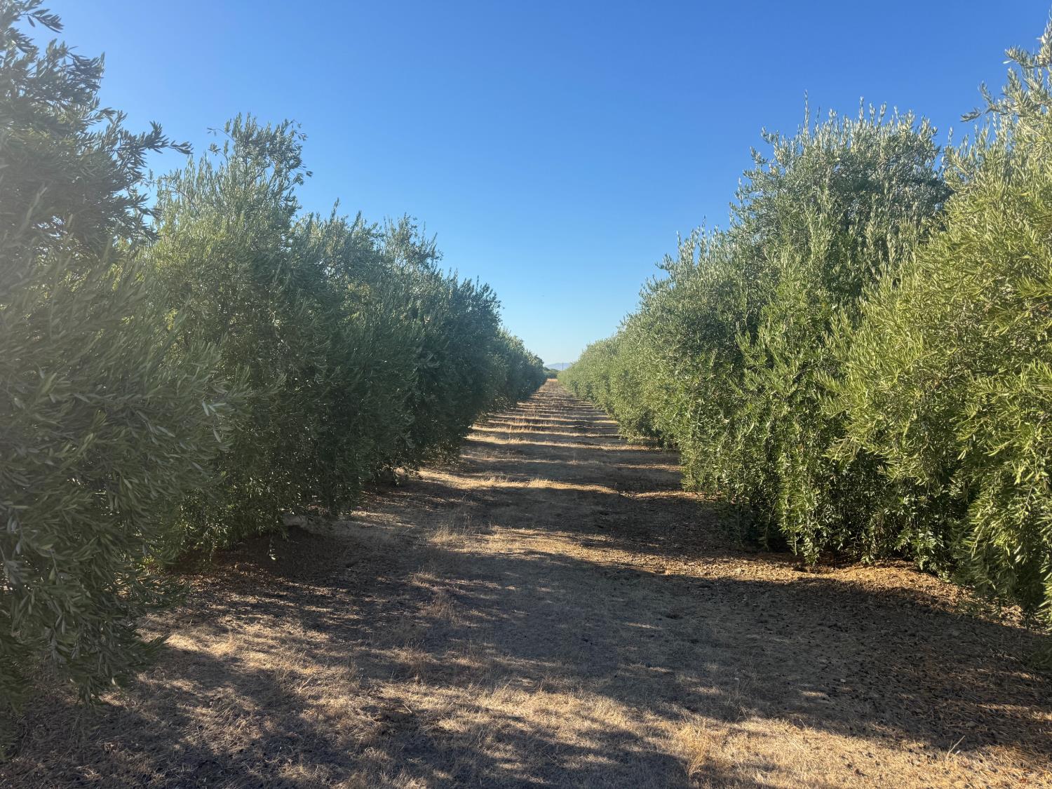 15185 County Road 42 Guinda CA 95637