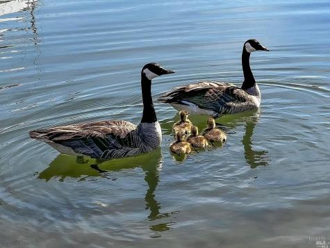 981 Bel Marin Keys Boulevard Novato CA 94949