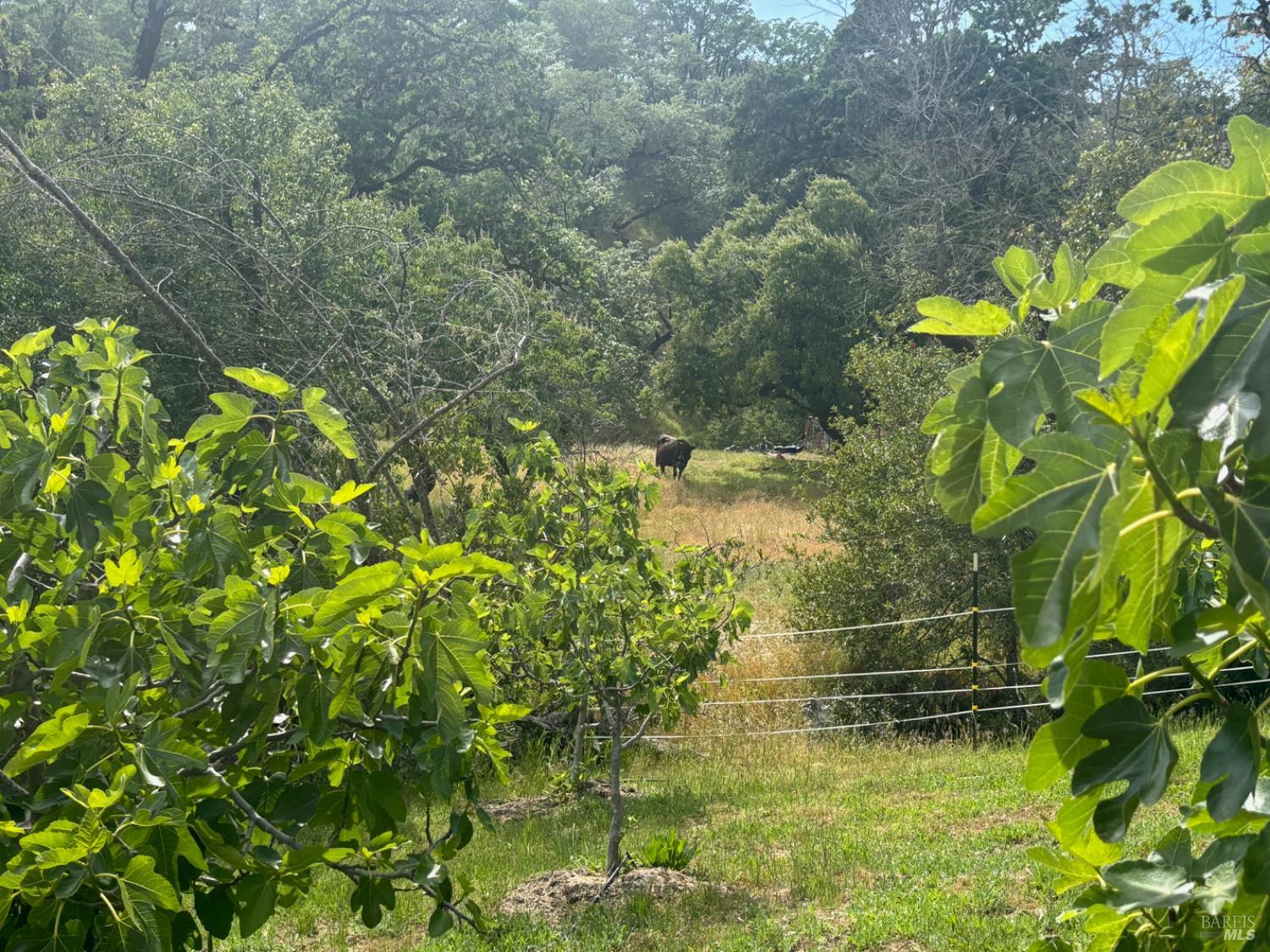 2371 Mcnab Ranch Road Ukiah CA 95482