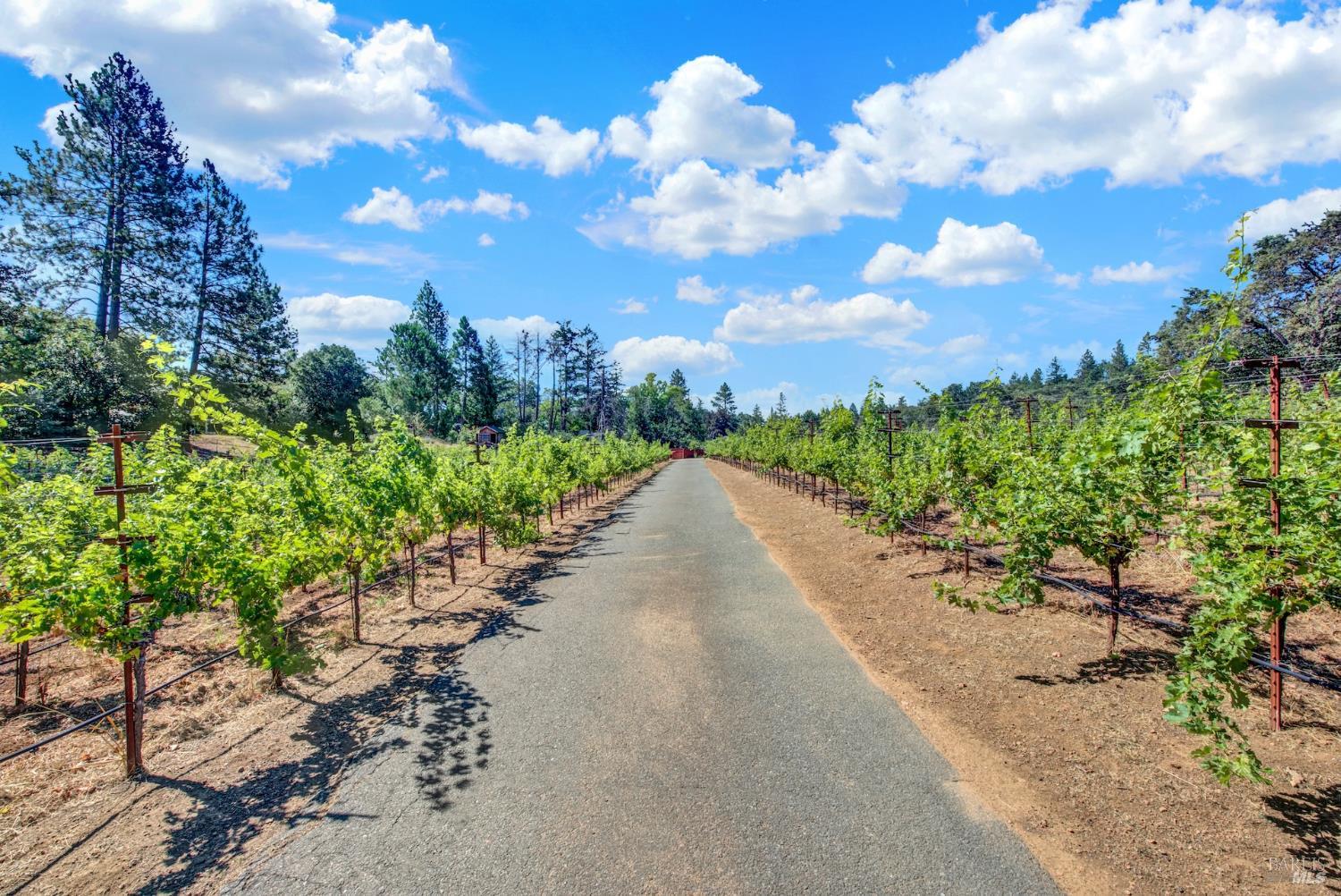 875 White Cottage Road N Angwin CA 94508