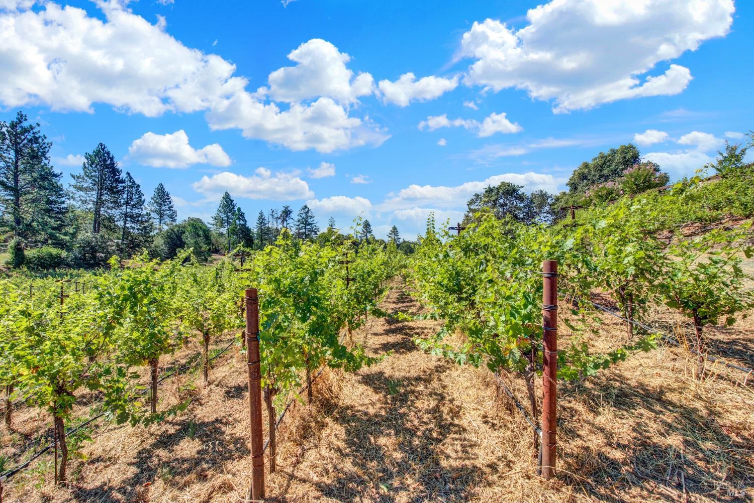 875 White Cottage Road N Angwin CA 94508