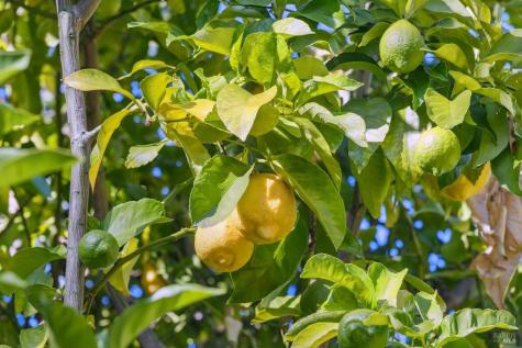 509 C Street San Rafael CA 94901