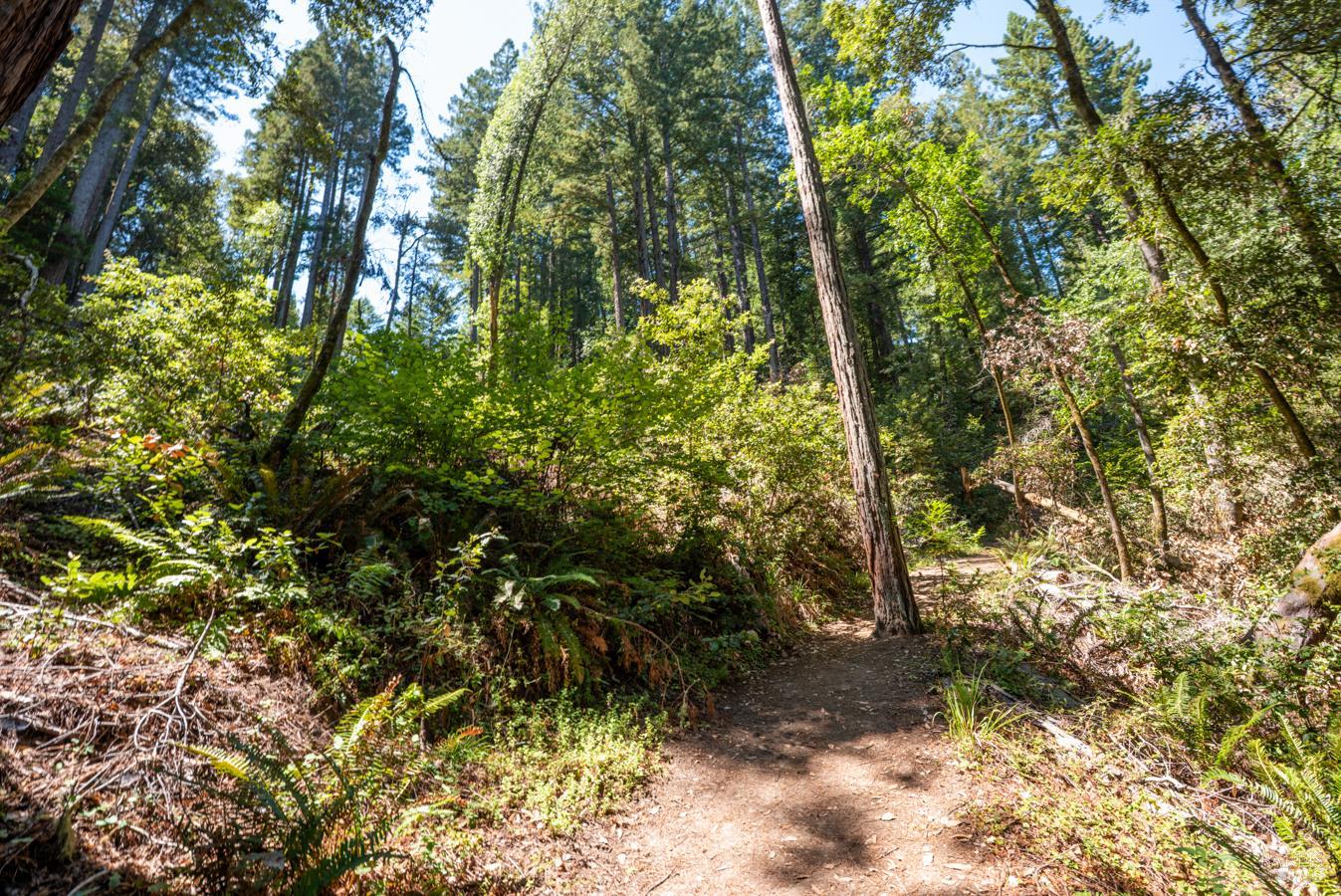 2728 Bohemian Highway Occidental CA 95465