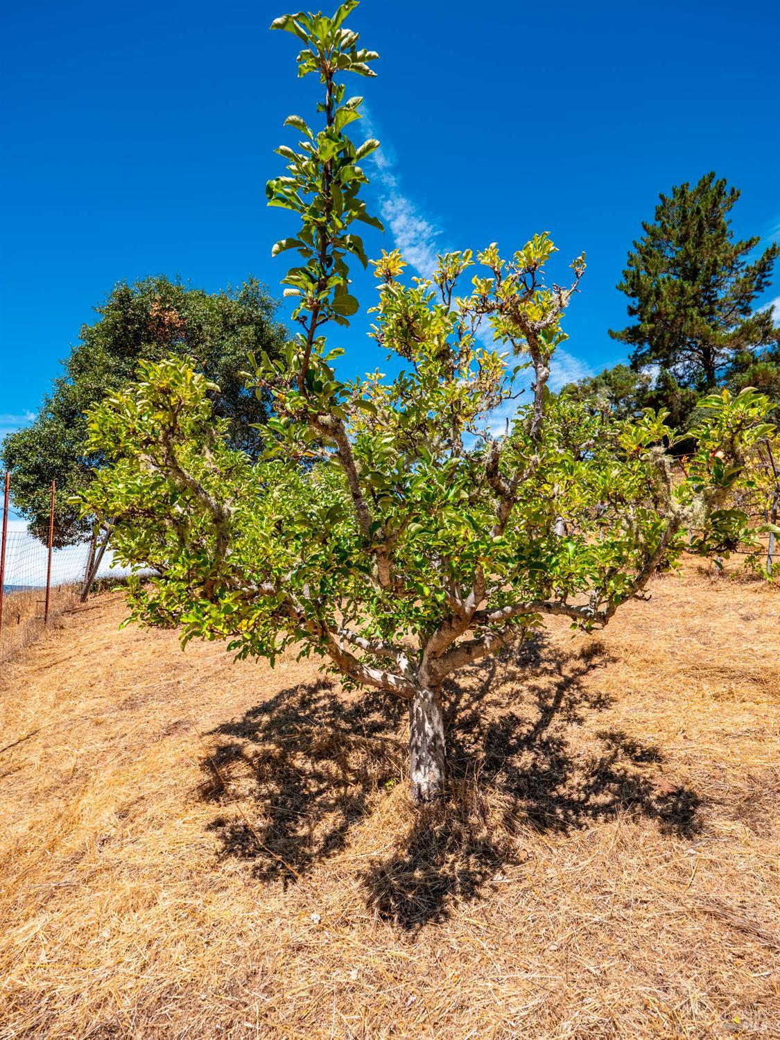 11901 Clow Ridge Road Philo CA 95466