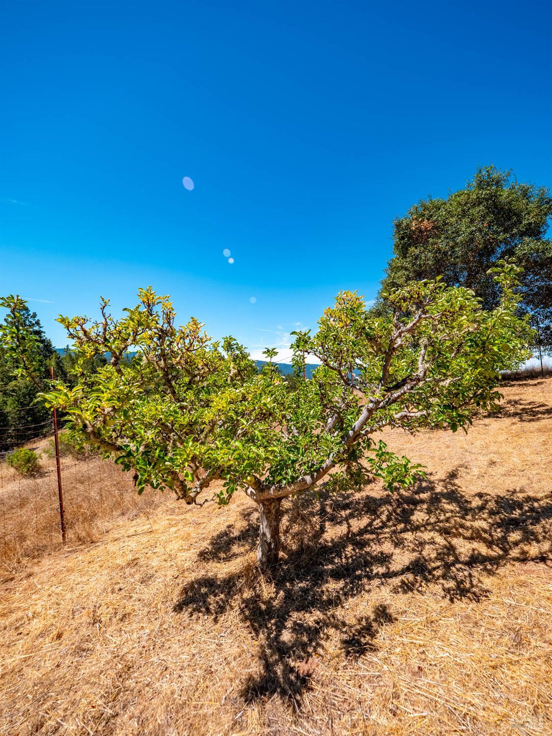 11901 Clow Ridge Road Philo CA 95466