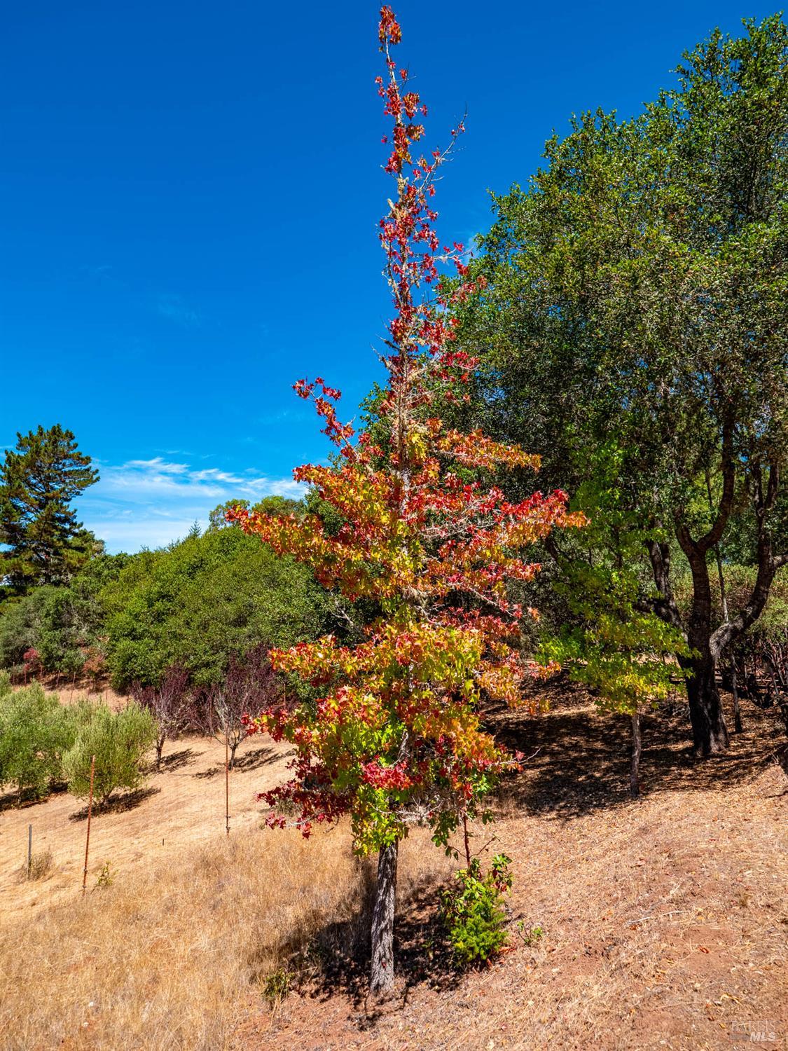 11901 Clow Ridge Road Philo CA 95466