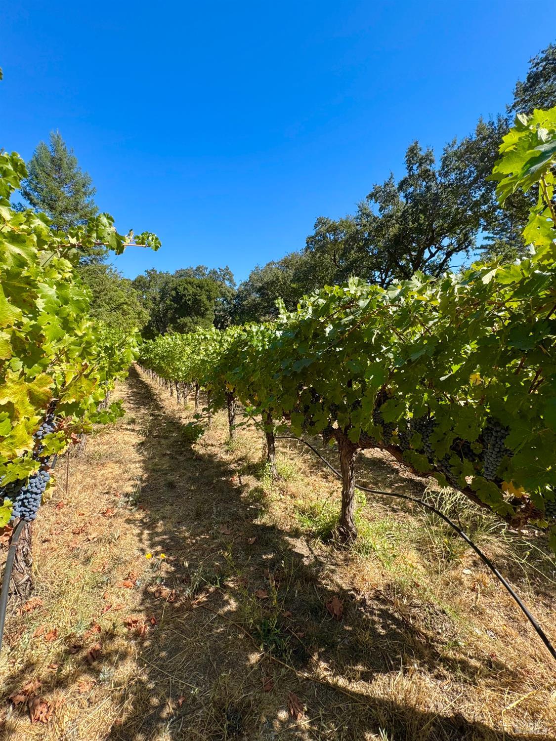109 Glass Mountain Lane St. Helena CA 94574
