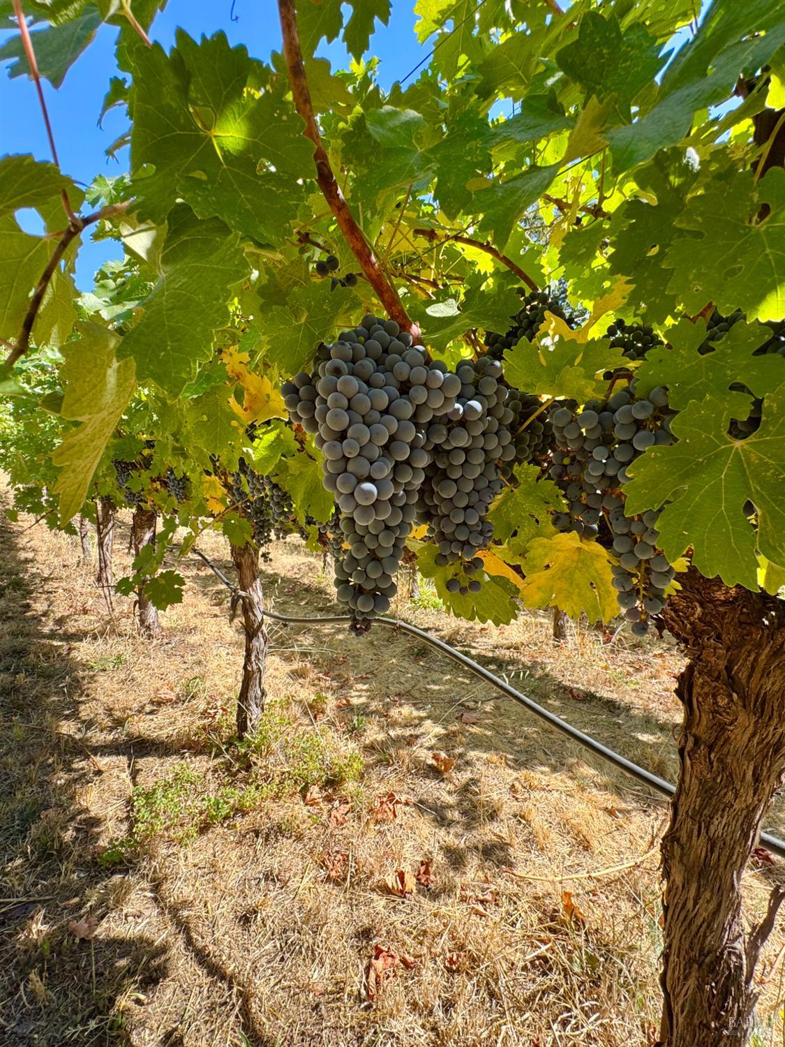 109 Glass Mountain Lane St. Helena CA 94574