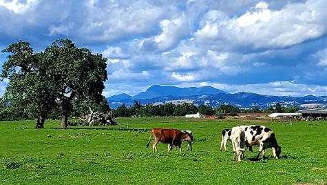 1979 Ludwig Avenue Santa Rosa CA 95407