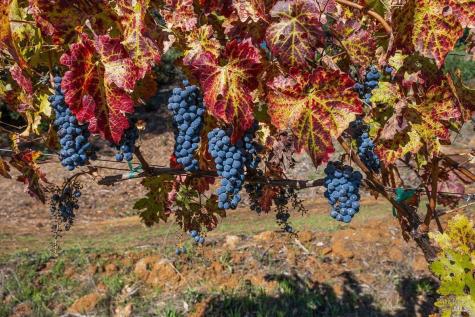 22355 Chianti Road Geyserville CA 95441