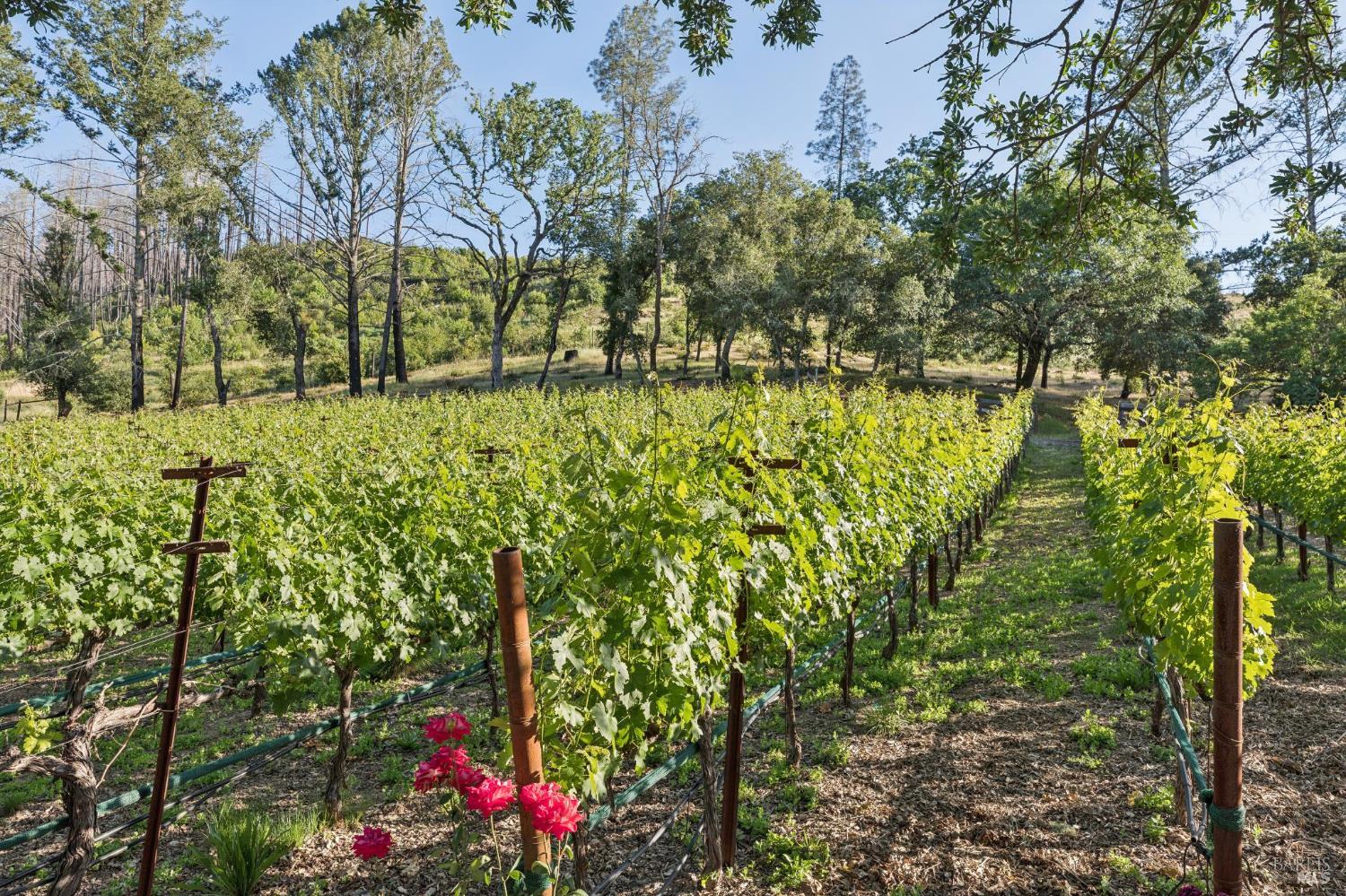 391 Crystal Springs Road St. Helena CA 94574