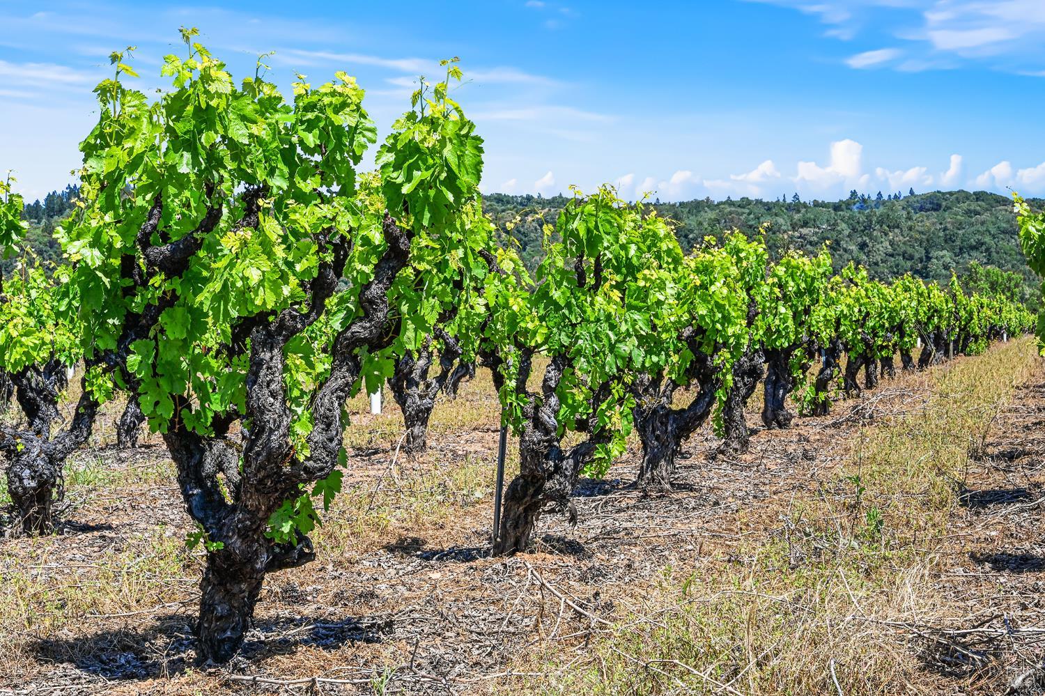 5143 Dry Creek Road Healdsburg CA 95448