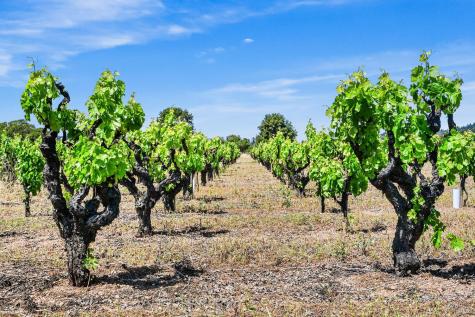 5143 Dry Creek Road Healdsburg CA 95448