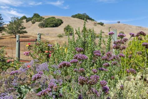 964 Del Ganado Road San Rafael CA 94903