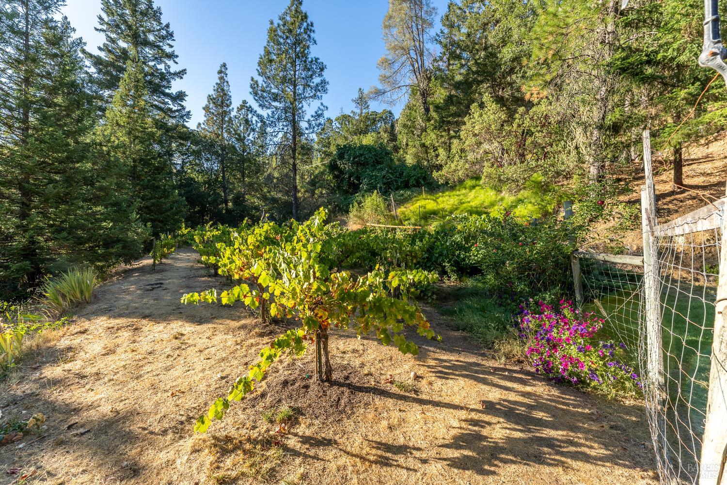 21500 Ridgeway Highway Potter Valley CA 95469