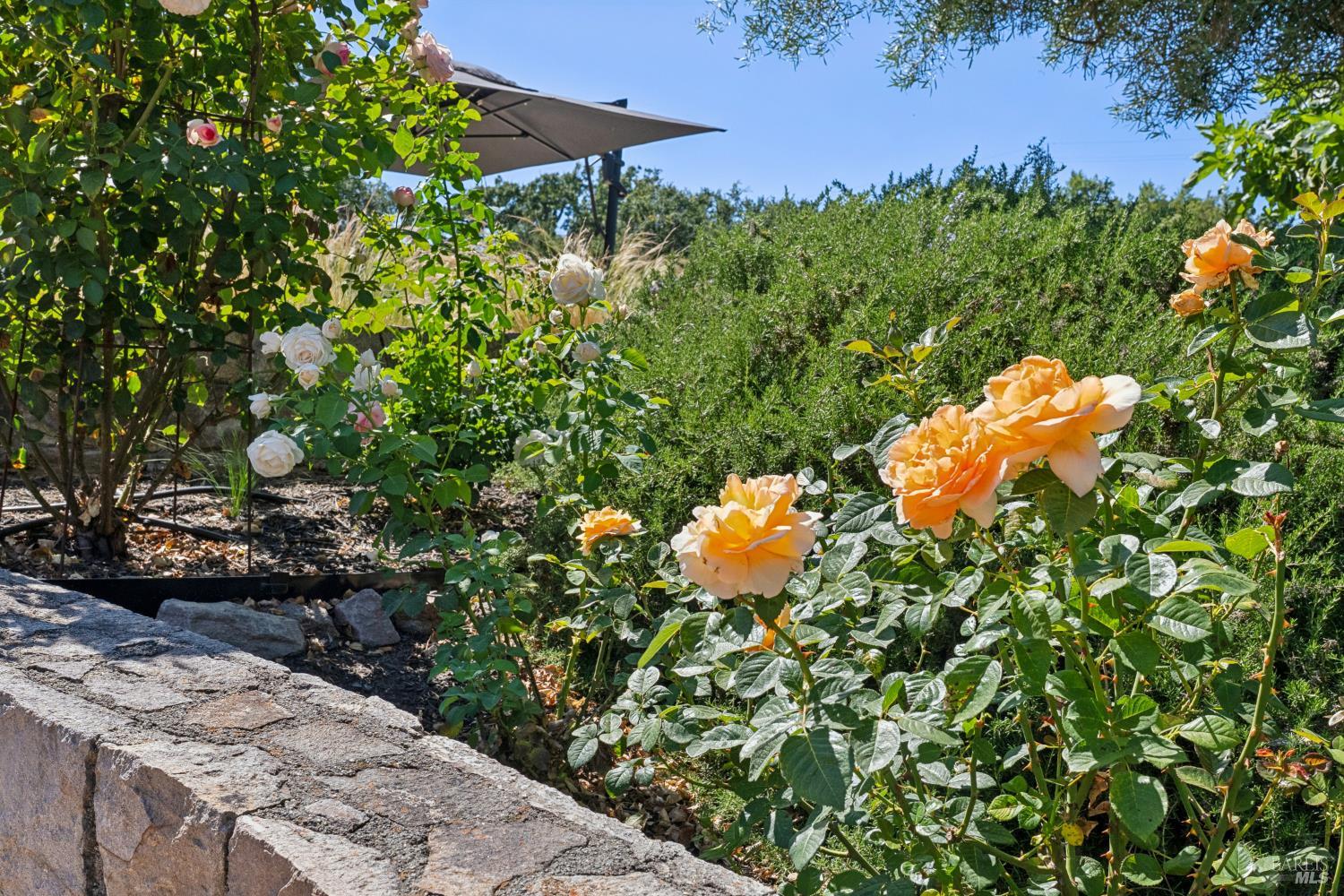 1297 Leaning Oak Drive Napa CA 94558