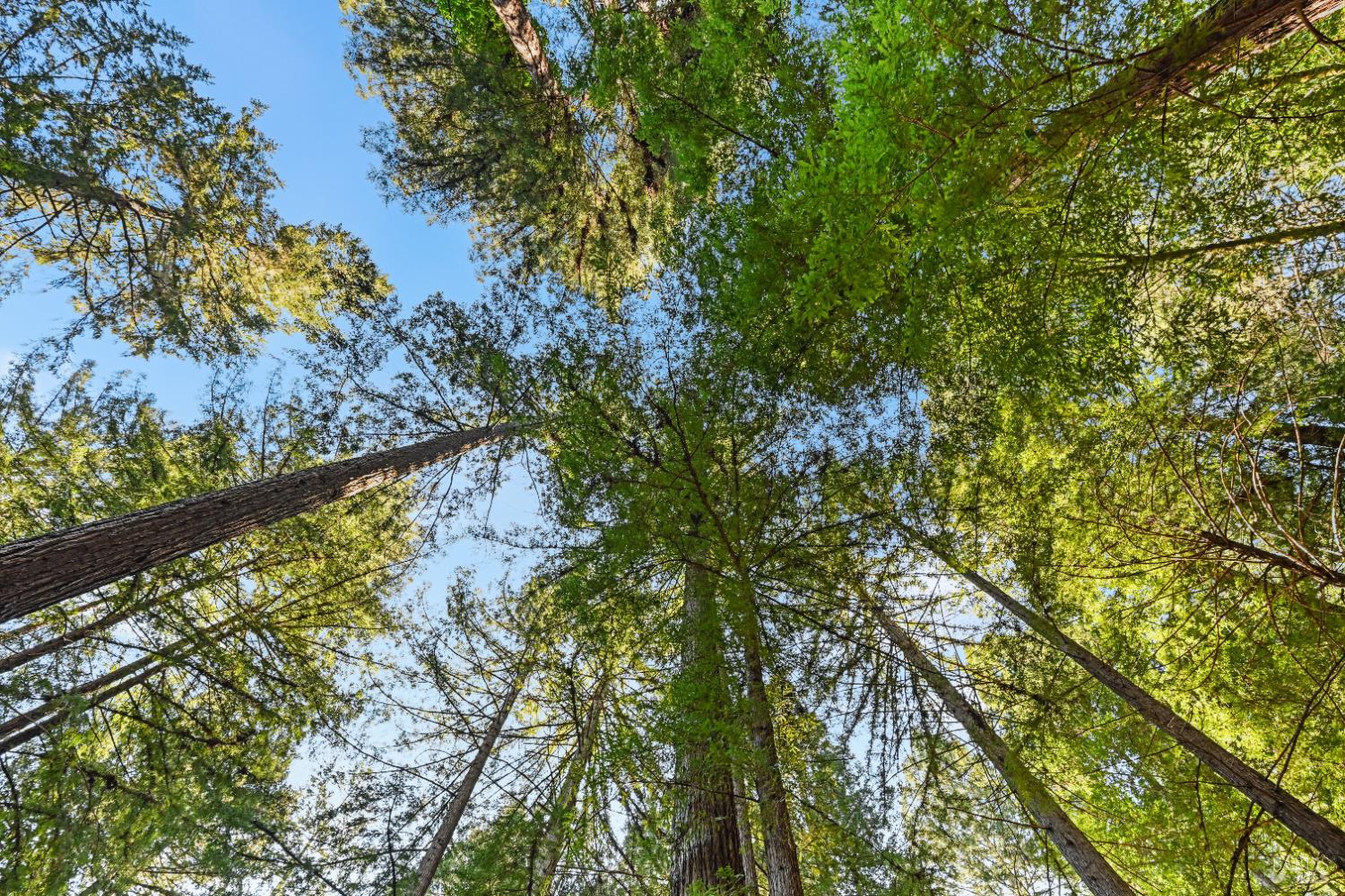 9 Huckleberry Heights Cazadero CA 95421