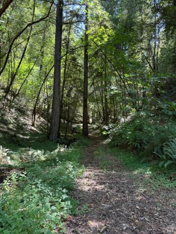 8781 Martinelli Road Forestville CA 95436