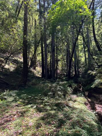 8781 Martinelli Road Forestville CA 95436