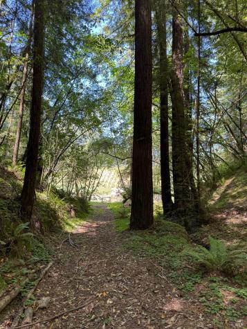 8781 Martinelli Road Forestville CA 95436